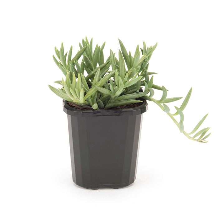 95mm String Of Bananas - Senecio radicans