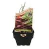 100mm Spring Onion Red - Allium cepa