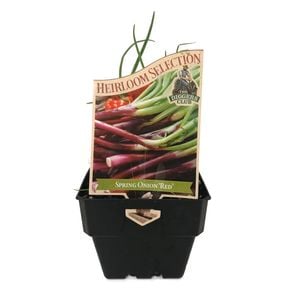 100mm Spring Onion Red - Allium cepa