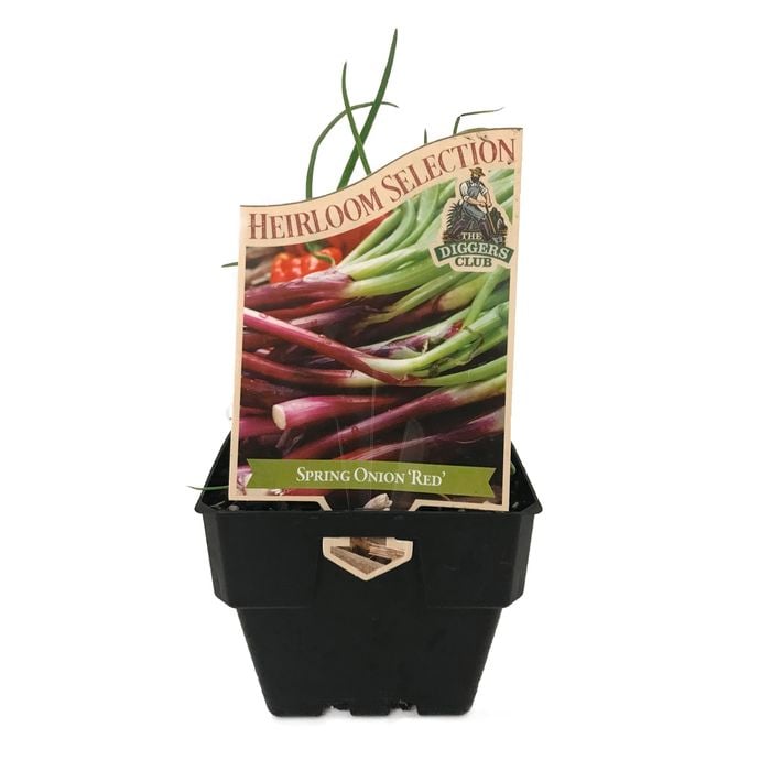 100mm Spring Onion Red - Allium cepa