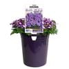 140mm Verbena Drums Blue And White - Verbena