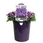 140mm Verbena Drums Blue And White - Verbena