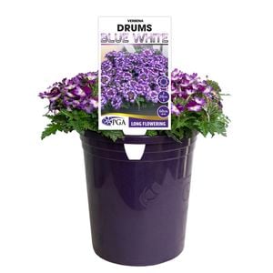 140mm Verbena Drums Blue And White - Verbena