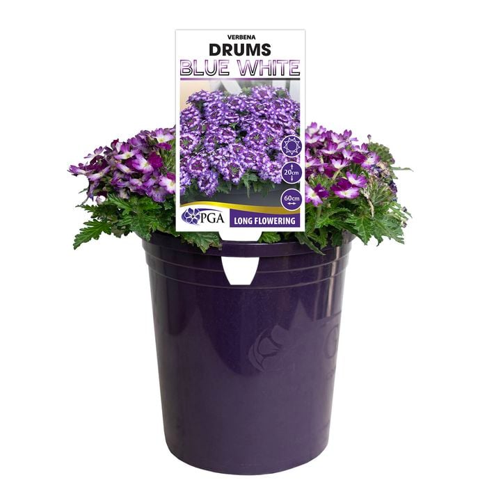 140mm Verbena Drums Blue And White - Verbena