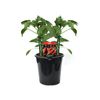 180mm Chilli Birdseye Hot - Capsicum annuum