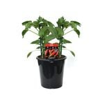 180mm Chilli Birdseye Hot - Capsicum annuum