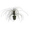 120mm Ponytail Palm - Beaucarnea recurvata