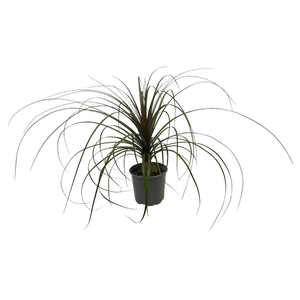 120mm Ponytail Palm - Beaucarnea recurvata