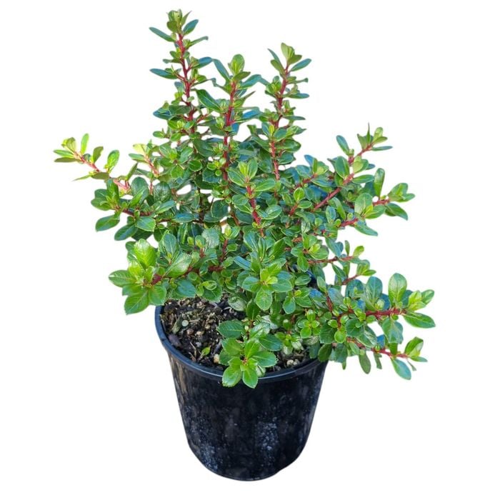 2L Escallonia Red Dream 