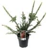 200mm Grevillea Fireworks - Grevillea hybrid
