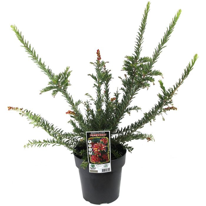 200mm Grevillea Fireworks - Grevillea hybrid