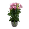 120mm Lisianthus - Eustoma grandiflorum