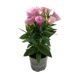 120mm Lisianthus - Eustoma grandiflorum