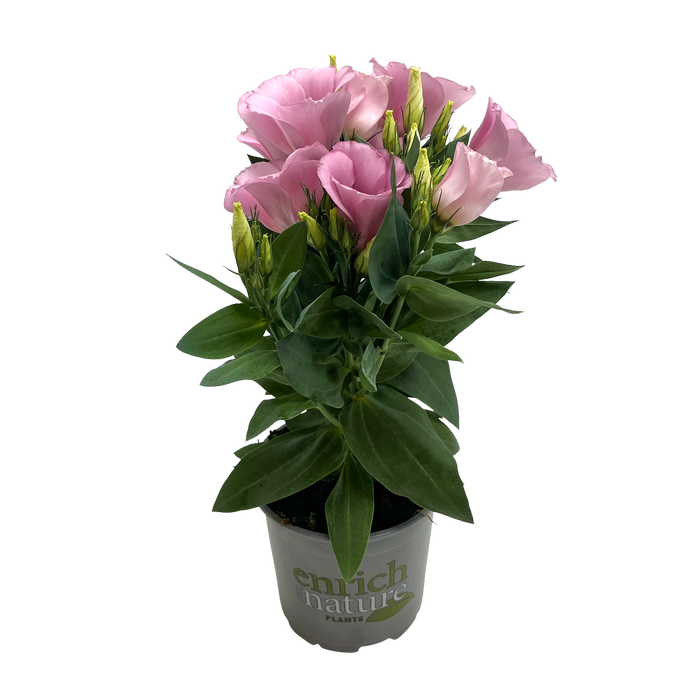 120mm Lisianthus - Eustoma grandiflorum