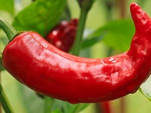 Close up of a ripe red chilli.