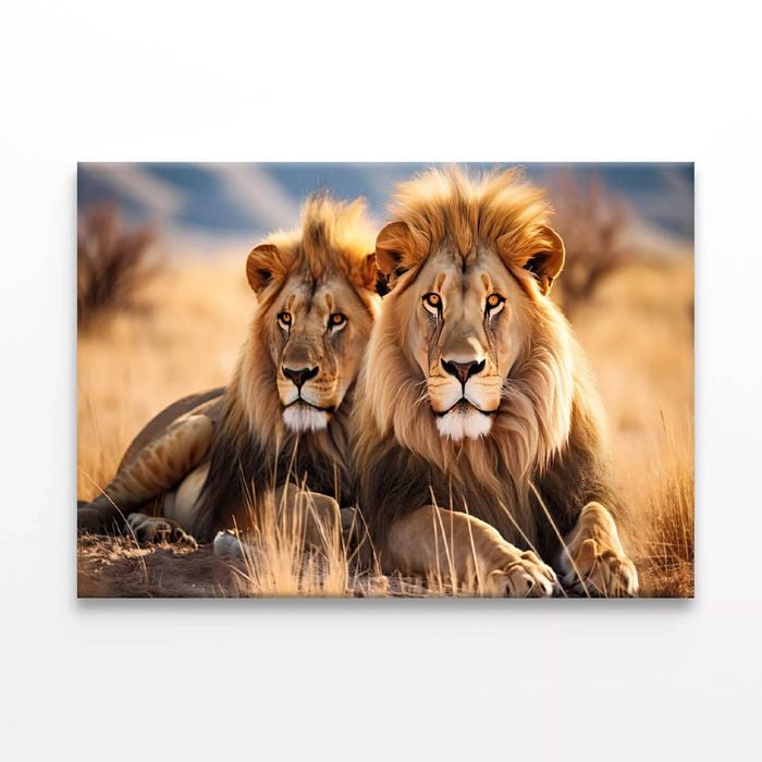 Lions Resting In the Grasslands  Print 100% Australian Made 120 x 90cm  (Stretched)