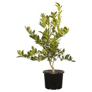 330mm Dwarf Tahitian Lime