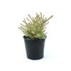 250mm Hypocalymma Golden Veil