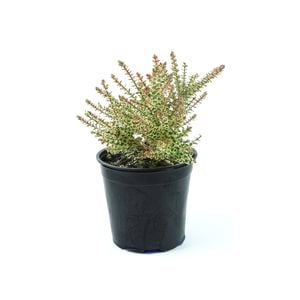 250mm Hypocalymma Golden Veil