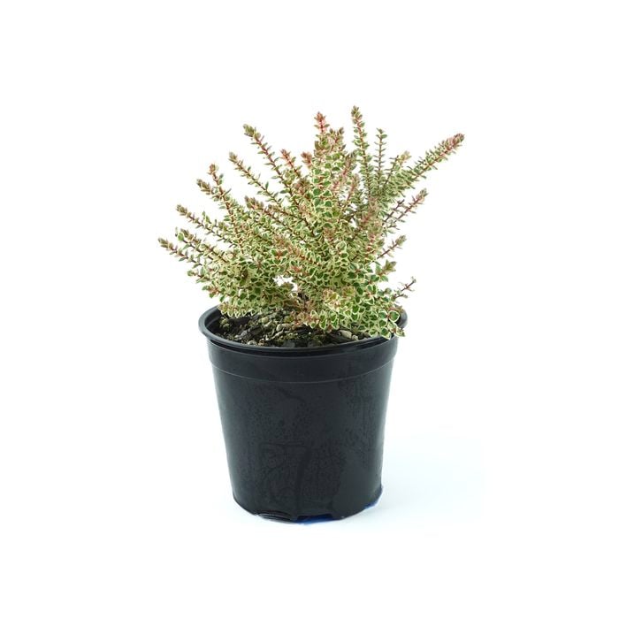 250mm Hypocalymma Golden Veil
