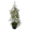 10L Rimu Tree - Dacrydium cupressinum