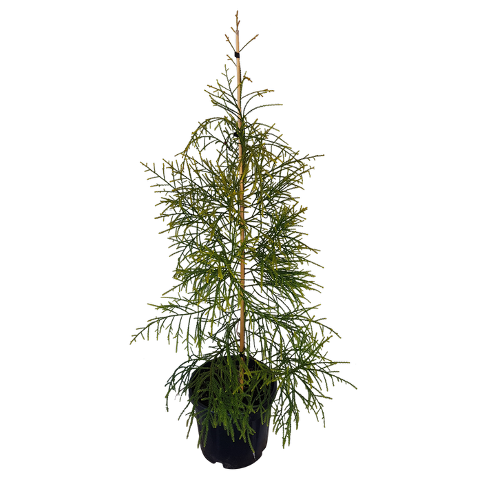 10L Rimu Tree - Dacrydium cupressinum
