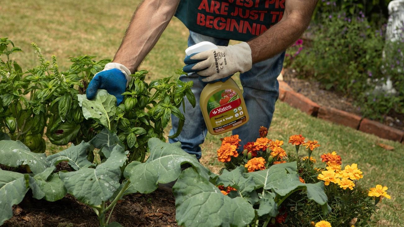 A man spraying plants.