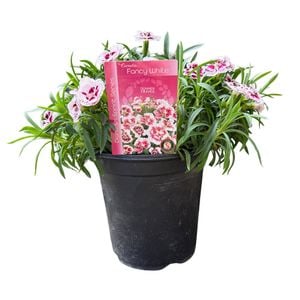 14cm Dianthus Sprint Fancy White - Dianthus - Gardening Solutionz