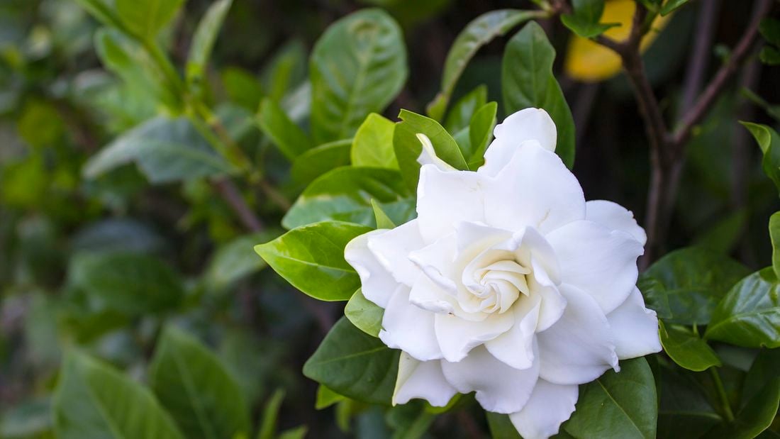 A gardenia with a large white flower
