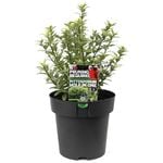 180mm Pittosporum Hole in One - Pittosporum tenuifolium