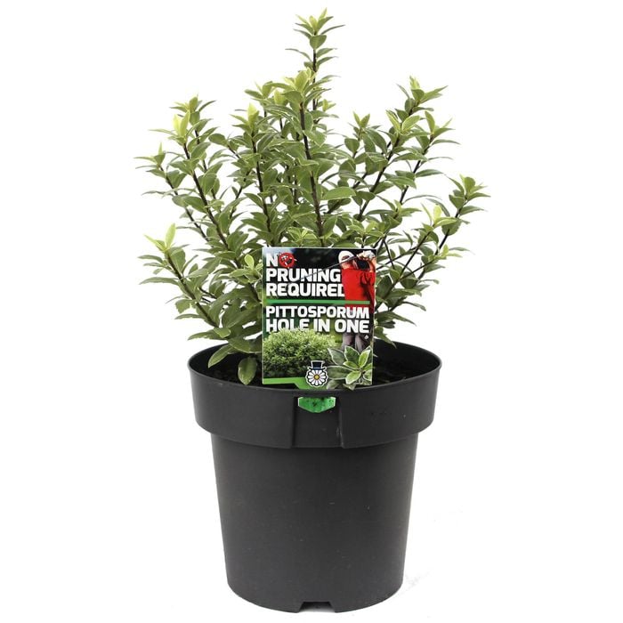 180mm Pittosporum Hole in One - Pittosporum tenuifolium