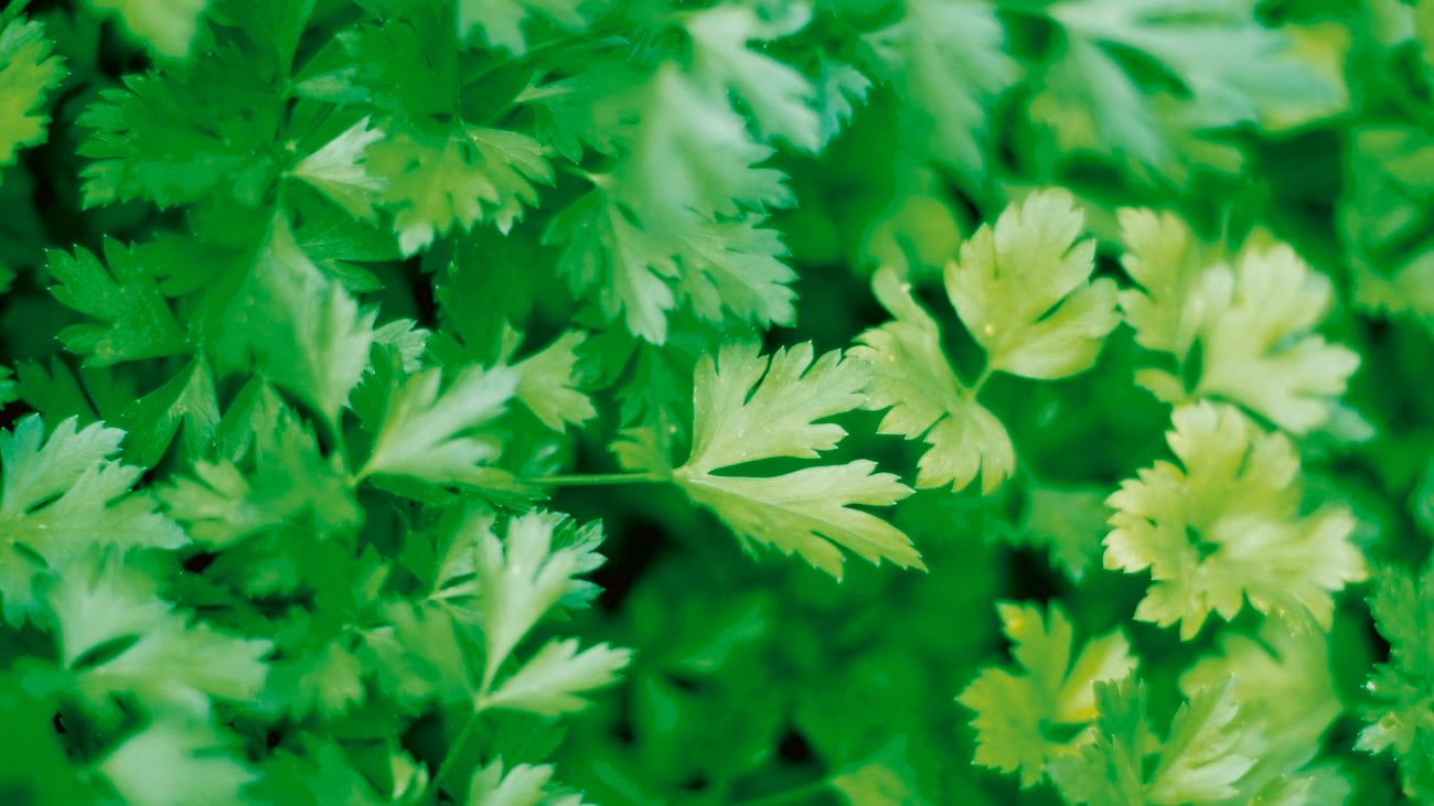 Italian parsley (Petroselinum crispum var. neapolitanum).
