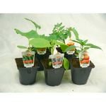 Growfresh Potted Vegetable Plant