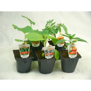 Growfresh Potted Vegetable Plant