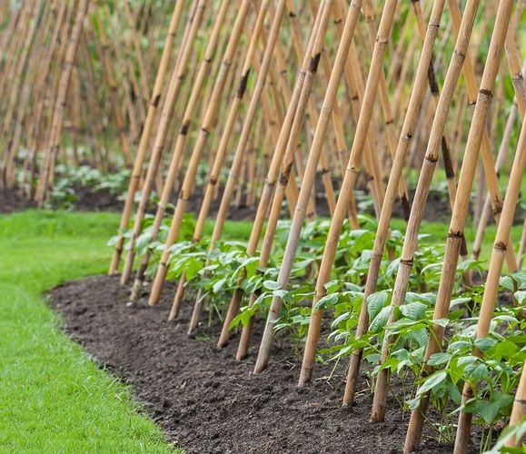 Bamboo stakes being used to support vegetables