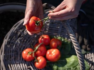 Sourcing flavourful rewards: Mastering tomato harvesting for culinary excellence