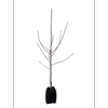 15L Magnolia - Magnolia felix Jury