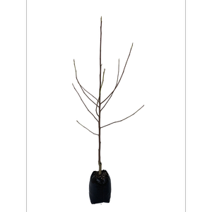 15L Magnolia - Magnolia felix Jury