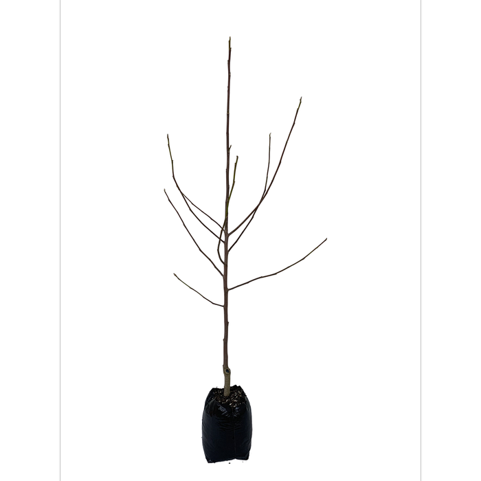 15L Magnolia - Magnolia felix Jury