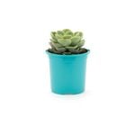105mm Bright and Easy - Echeveria Bee's Knee's