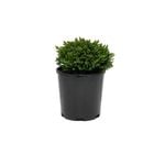 140mm Hebe Emerald Green