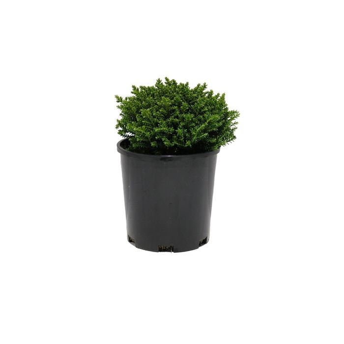 140mm Hebe Emerald Green