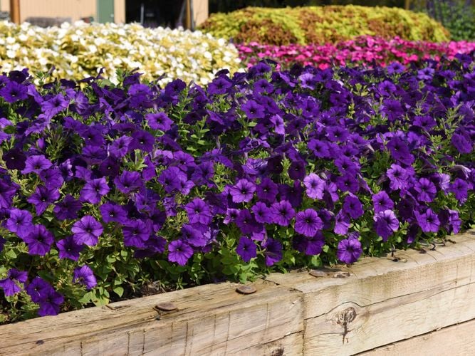 Spreading petunias will grow as wide as one metre across in garden beds or will cascade beautifully over the side of pots or hanging baskets