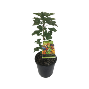3L White Currant - Ribes species