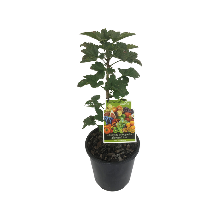 3L White Currant - Ribes species