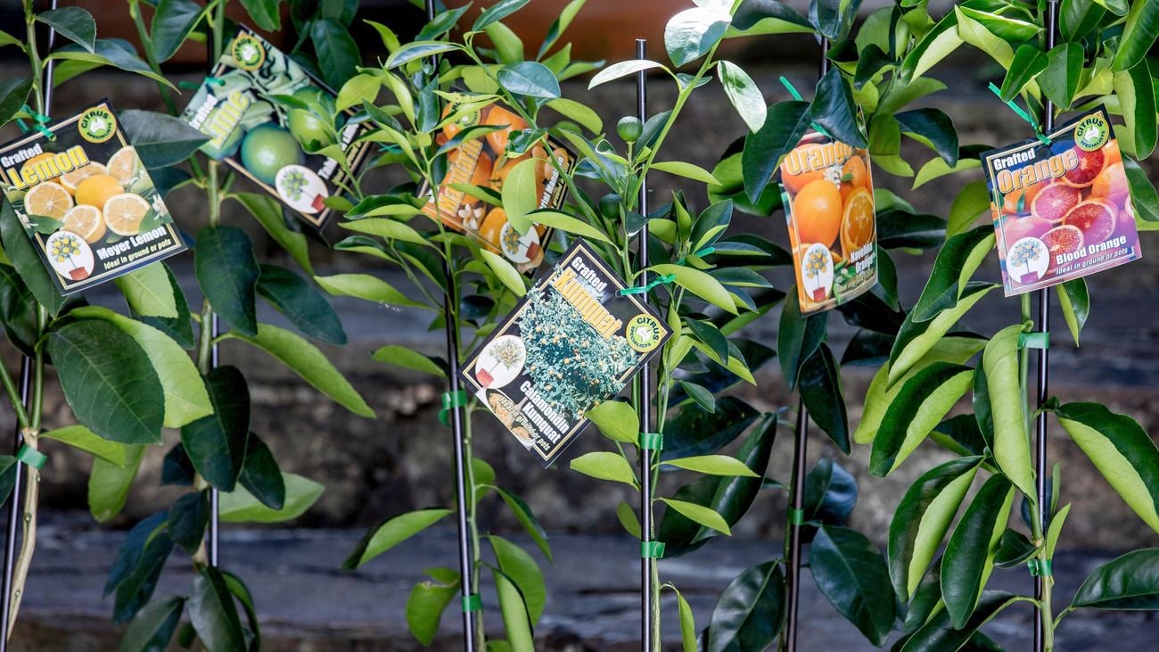 close-up of young orange plants