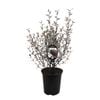 3.5L Corokia Bronze King - Corokia virgata
