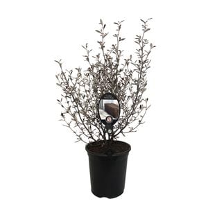 3.5L Corokia Bronze King - Corokia virgata