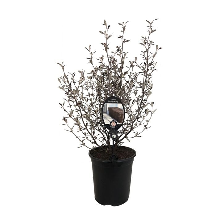 3.5L Corokia Bronze King - Corokia virgata