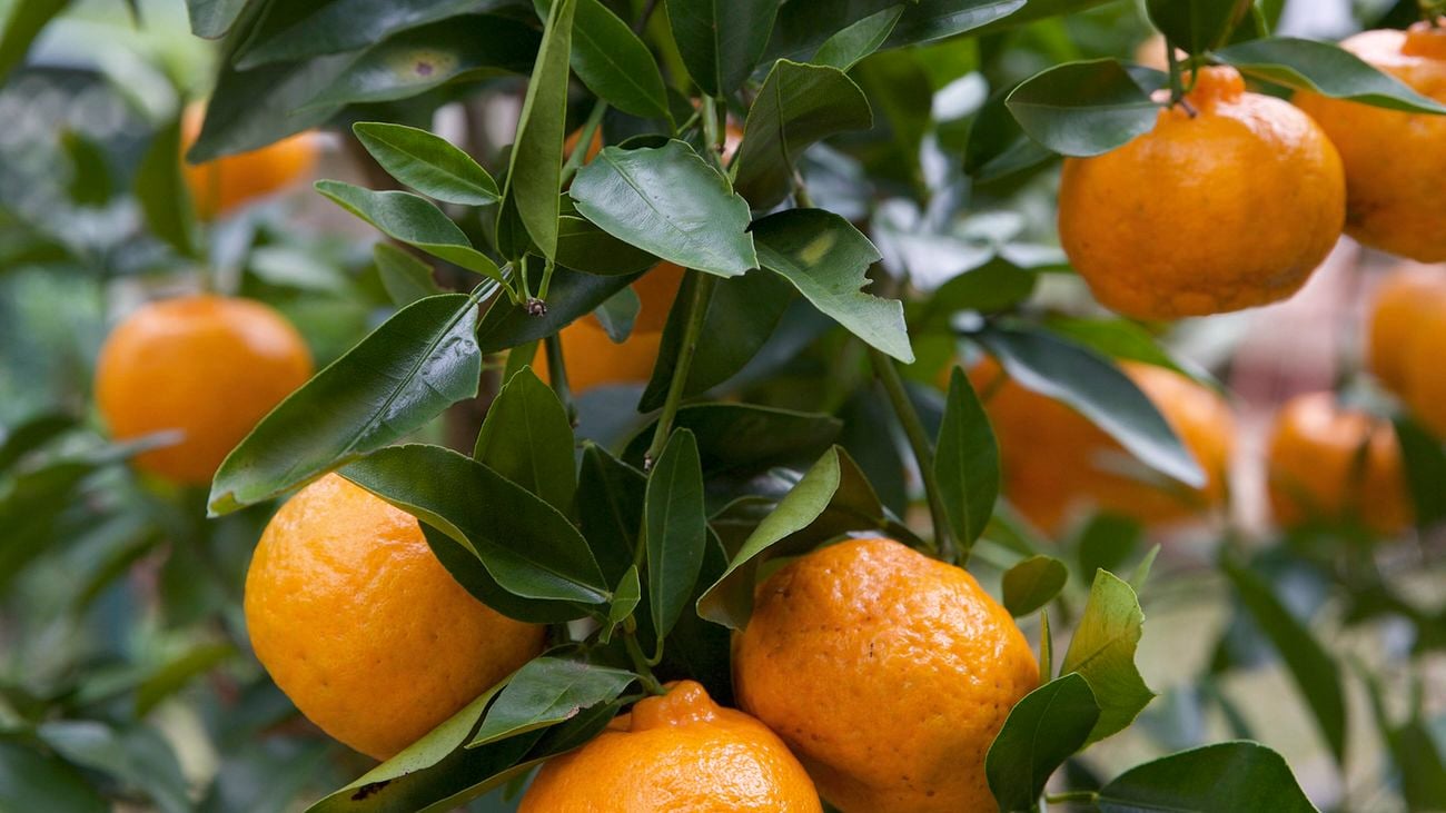 Close up of a mandarin tree with lush green foliage and large ripe fruit.